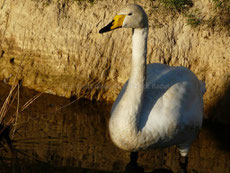 cygne chanteur