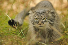 manul chat pallas fiche animaux felins