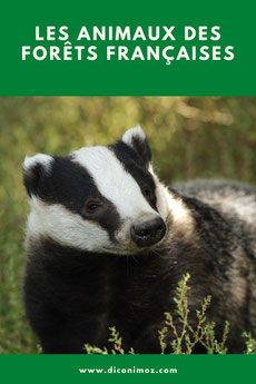les animaux de la foret francaise