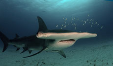 grand requin marteau