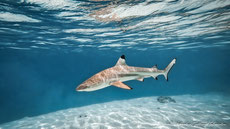 requin a pointes noires poids taille répartition alimentation habitat