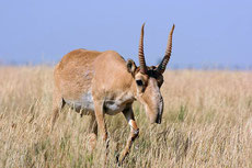 saiga antilope