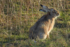 lievre d'europe taille poids longevite habitat alimentation