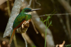 jacamar à queue rousse