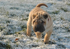 sharpei caractere origine sante poil couleur entretien fiche chien