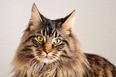 maincoon caractere origine sante poil couleur entretien fiche chat