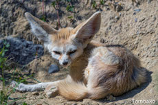 fennec ou renard des sables