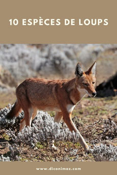 10 espèces de loups