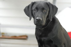 labrador retriever caractere origine sante poil couleur entretien fiche chien