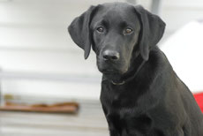 labrador retriever caractere origine sante poil couleur entretien fiche chien