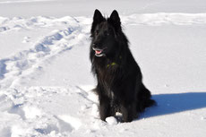 gronendael caractere origine sante poil couleur entretien fiche chien