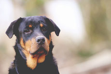 rotweiler caractere origine sante poil couleur entretien fiche chien