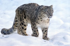 leopard panthere des neiges