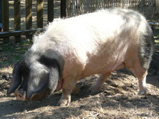 porc pie noir du pays basque