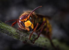 frelon européen