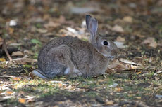 lapin de garenne taille poids longevite habitat alimentation