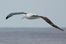 albatros hurleur