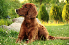 setter irlandais caractere origine sante poil couleur entretien fiche chien