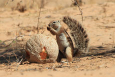 xerus ou ecureuil fouisseur du cap