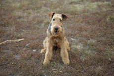 Airedale terrier comportement origine histoire caractere poil entretien