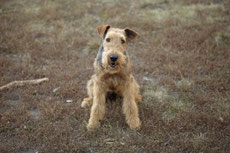 Airedale terrier comportement origine histoire caractere poil entretien