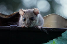 loir gris taille poids longevite habitat alimentation