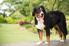 bouvier bernois caractere origine sante poil couleur entretien fiche chien