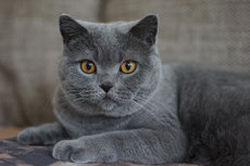 chartreux caractere origine sante poil couleur entretien fiche chat