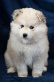 Femelle Pomsky F1