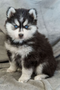 Les Bebes Pomsky En Sandra Elevage Pomsky Pomeranian