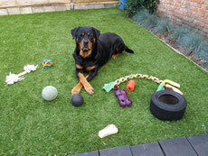 activiteitencoach voor honden, hyperactieve hond, activiteiten honden, hondentraining
