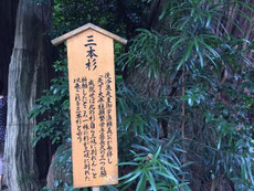 三本杉の由来