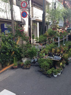 浅草で植木市が開催されました 台東区 土手加藤材木店 浅草で植木市が開催されました 台東区 土手加藤材木店