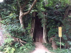 三本杉