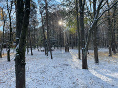 Noch steht der Gedenkstein für Otto Schott einsam im Wald
