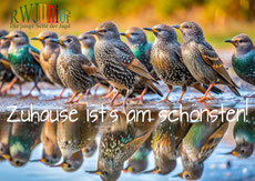 Poster Star - Zuhause ist`s am schönsten!