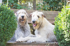irishwolfhoundsvomquambachs Webseite!