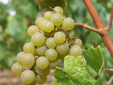 Domaine de la Barbinière - producteurs de vin