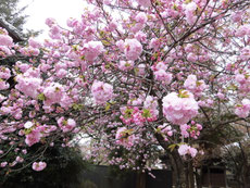 　　　この桜はこれからが本番のようだ