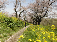　　　紫陽花も風景に馴染んで・・・
