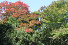 周辺の山々の紅葉もまだ進んでいない。