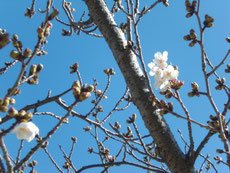 　　やっと、開花宣言ができるレベルの桜