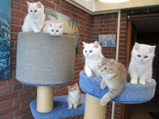 Alle 6 Kitten zum Abschluss noch mal zusammen!