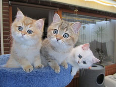 Carlotta, Chaplin und Cooper