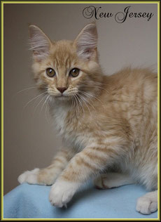 Maine Coon Kitten red mackerel