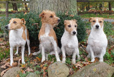 Lucy, Audrey, Lotta, Artus - von den Streeken