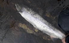 Lachse angeln in Norwegen, mittlerer Fluss, mit Blinker
