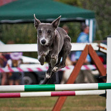 course d'agility