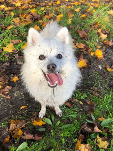 Move with Dog, Sport mit Hund by Christian Wirz www.movewithdog.ch