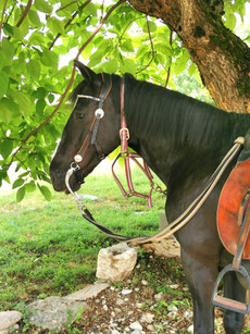 Bridon en cuir fabriqué en Haute-Savoie, pour la randonnée à cheval 